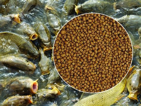 Fish Feed .